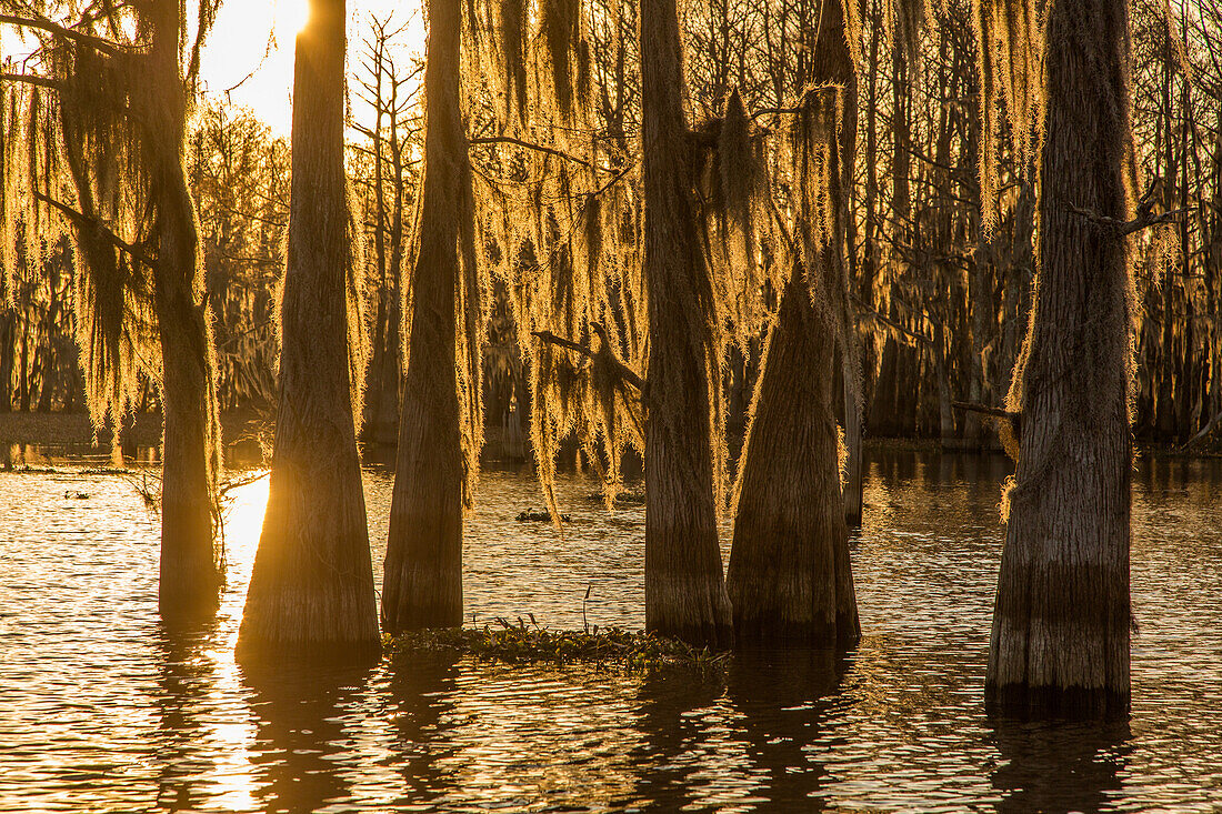 Sunrise light silhouettes bald cypress trees draped with Spanish moss in a lake in the Atchafalaya Basin in Louisiana.