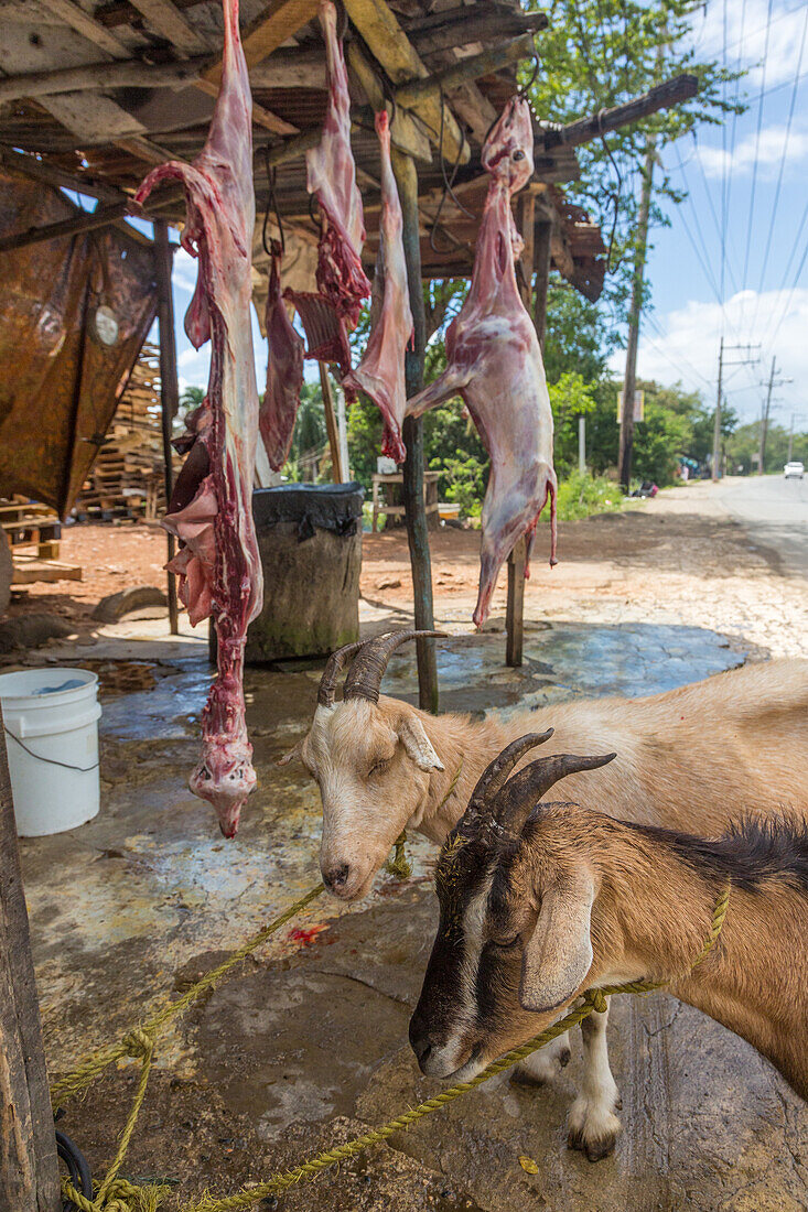 Ziegen warten am Straßenrand in der Dominikanischen Republik darauf, geschlachtet und zum Verkauf aufgehängt zu werden. Im Hintergrund sieht man die geschlachteten Kadaver hängen. Ziegenfleisch, oder Chivo, ist dort ein sehr beliebtes Gericht