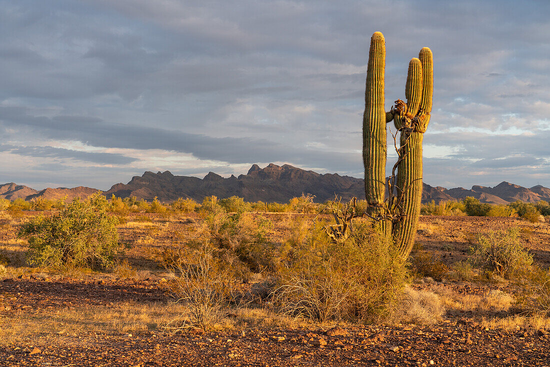 Ein alter Saguaro-Kaktus, Carnegiea gigantea, in der Sonoran-Wüste bei Quartzsite, Arizona. vor den Plomosa Mountains in der Sonoran-Wüste bei Quartzsite, Arizona