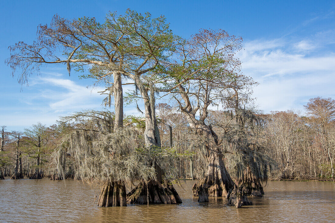 Old-growth bald cypress trees in Lake Dauterive in the Atchafalaya Basin or Swamp in Louisiana.