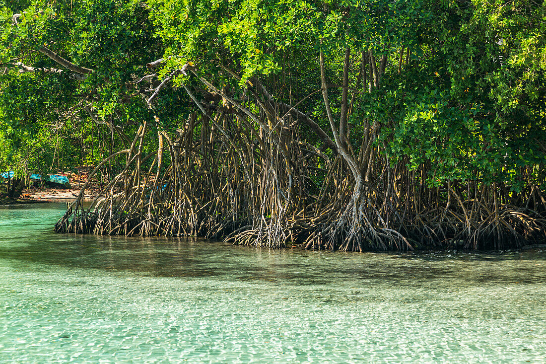 Klares Wasser des Cano Frio, gesäumt von Mangroven auf der Halbinsel Samana, Dominikanische Republik