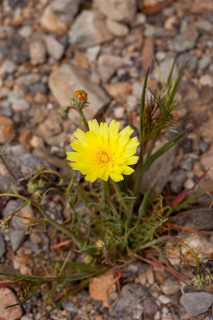Wüstenlöwenzahn, Malacothrix glabrata, blüht im Frühling in der Mojave-Wüste im Death Valley National Park, Kalifornien