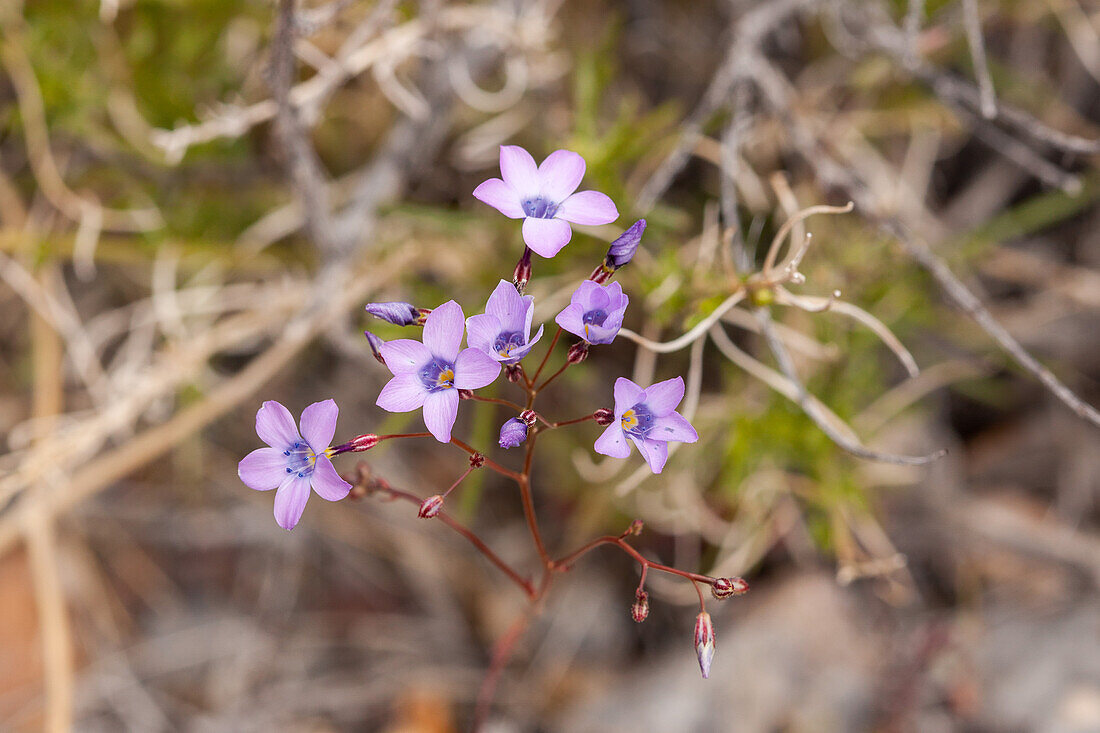 Hollyleaf Gilia, Gilia latiflora, blüht im Frühjahr in der Mojave-Wüste im Death Valley National Park, Kalifornien