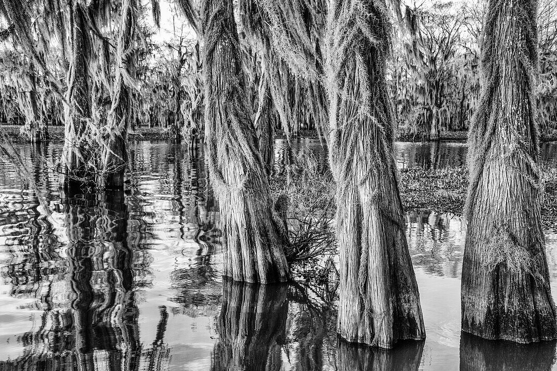 Spanisches Moos auf Sumpfzypressen in einem See im Atchafalaya-Becken in Louisiana