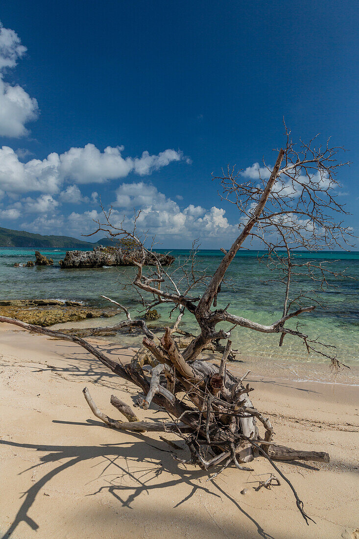 A dead tree on Rincon Beach with limestone islet with a seagrape tree behind. Dominican Republic.