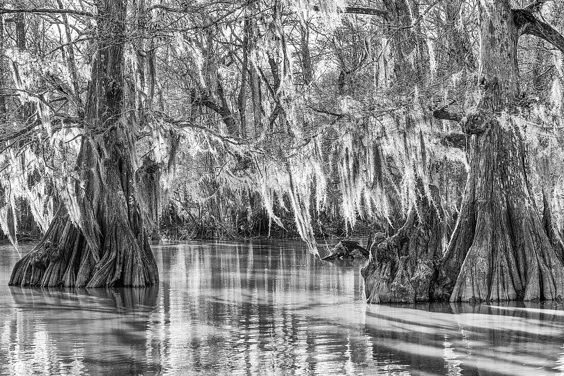 Spanish moss on old-growth bald cypress trees at sunset in Lake Dauterive in the Atchafalaya Basin in Louisiana.