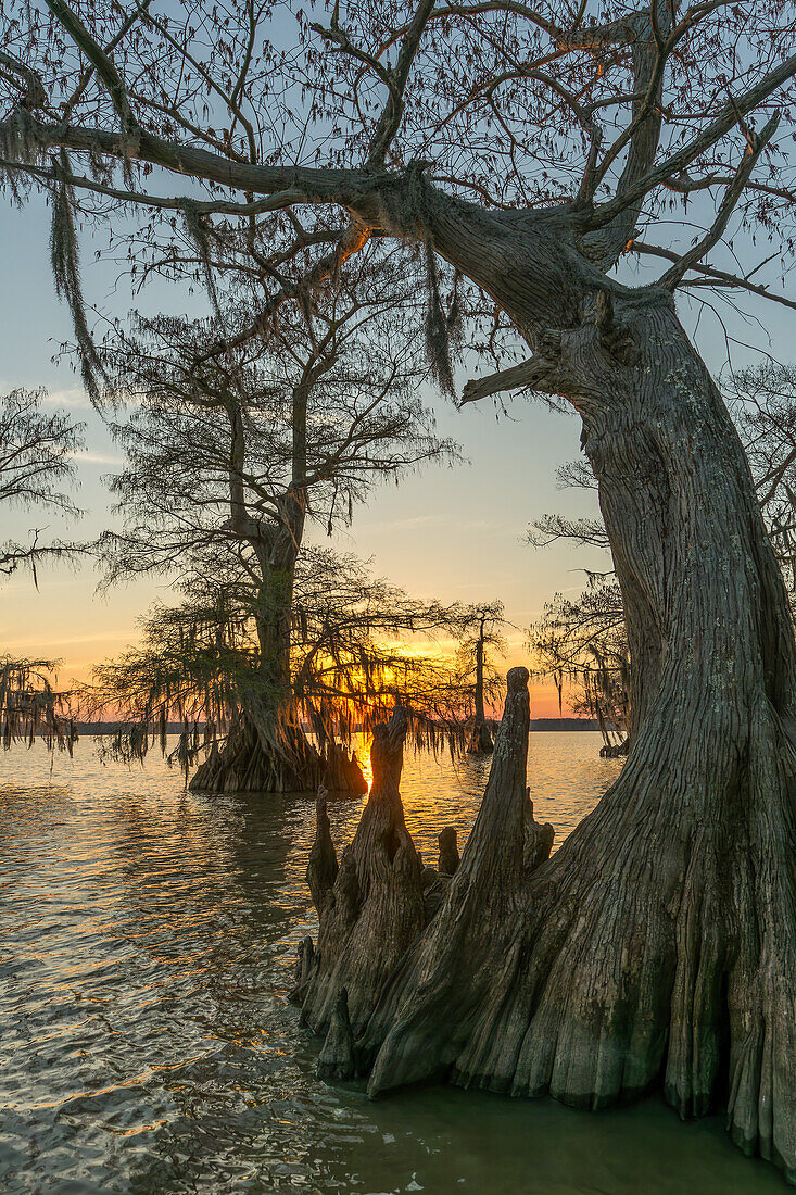 Spanisches Moos auf uralten Sumpfzypressen bei Sonnenuntergang im Dauterive-See im Atchafalaya-Becken in Louisiana