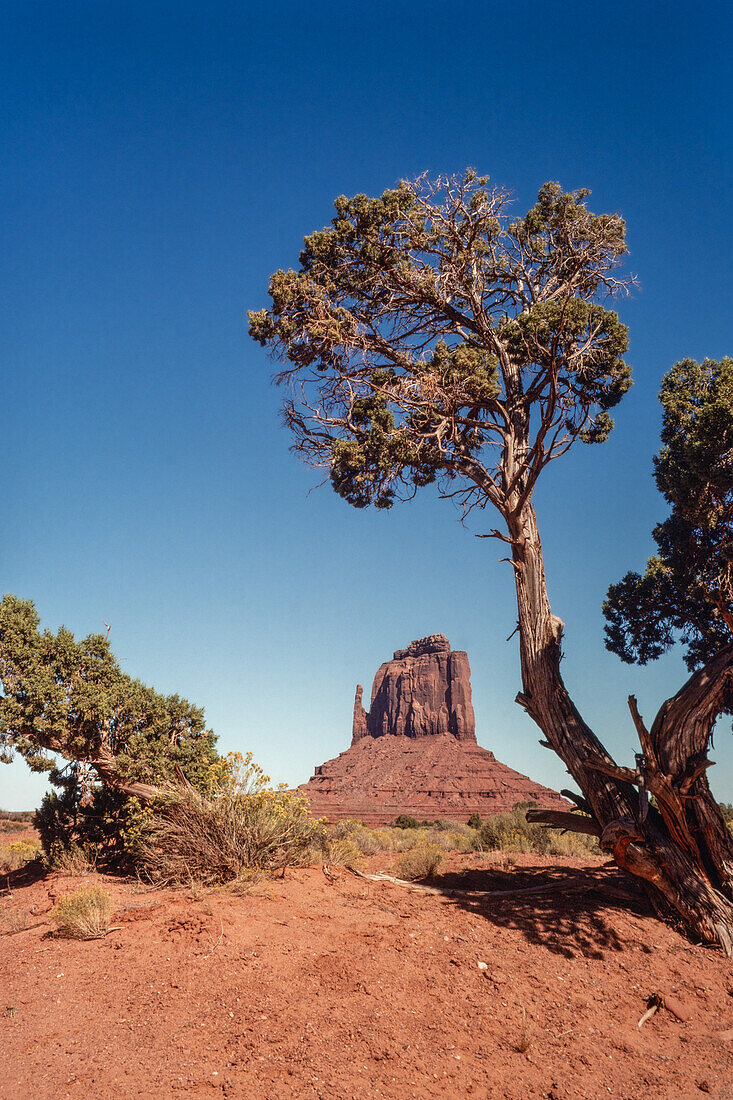 The East Mitten framed by juniper trees in the Monument Valley Navajo Tribal Park in Arizona.