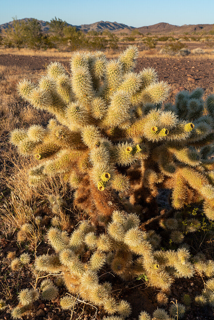 Teddy Bear Cholla mit Früchten, Cylindropuntia bigelovii, in der Sonoran-Wüste bei Quartzsite, Arizona