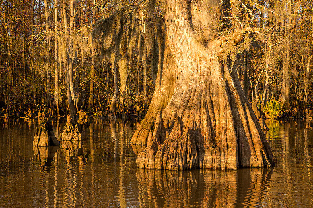 An old-growth bald cypress tree trunk with cypress knees in Lake Dauterive in the Atchafalaya Basin or Swamp in Louisiana.
