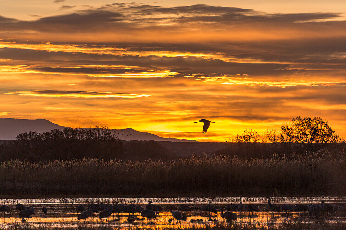 Ein Sandhügelkranich fliegt vor Sonnenaufgang über einen Teich im Bosque del Apache National Wildlife Refuge in New Mexico