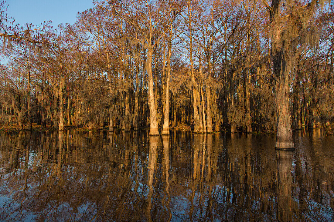 Golden sunrise light on bald cypress trees draped with Spanish moss reflected in a lake in the Atchafalaya Basin in Louisiana.