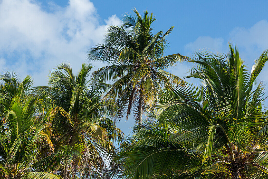 Coconut palms on the beach at Bahia de Las Galeras on the Samana Peninsula, Dominican Republic.