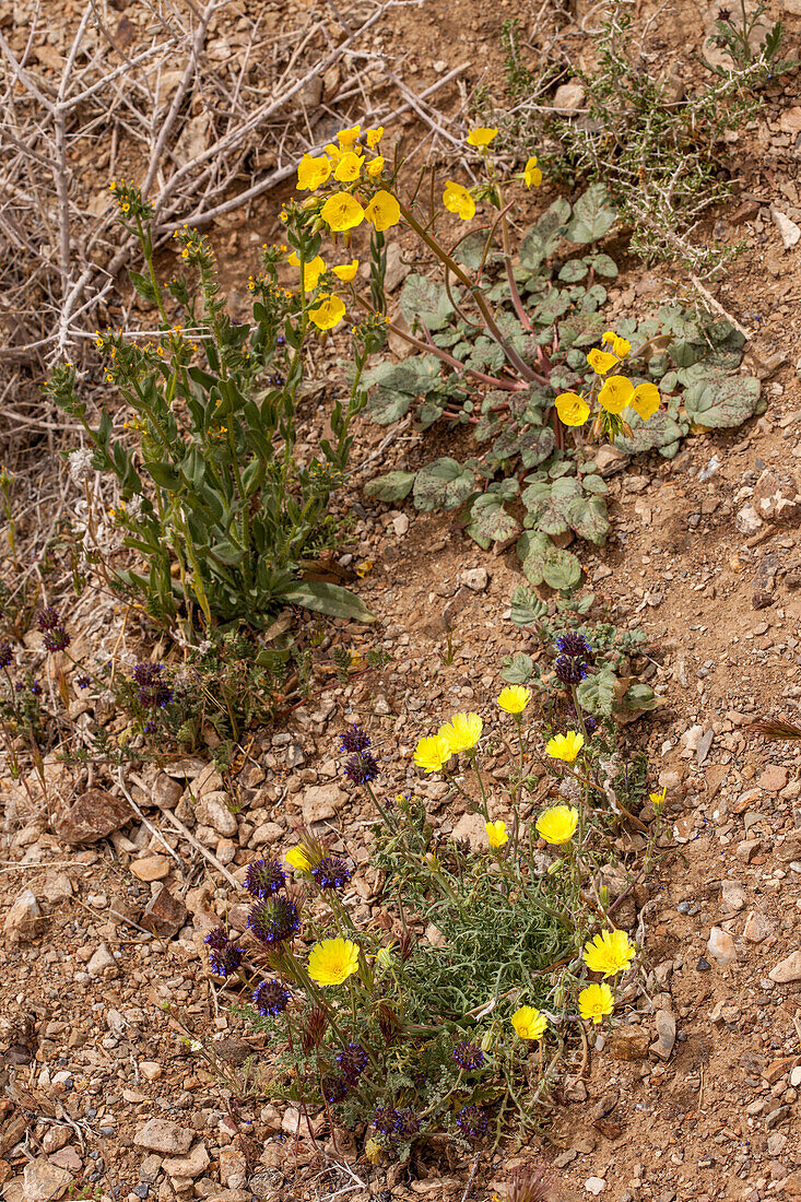 Desert Chia, Desert Dandelion & Golden Evening Primrose in bloom in the Mojave Desert in Death Valley National Park, California.