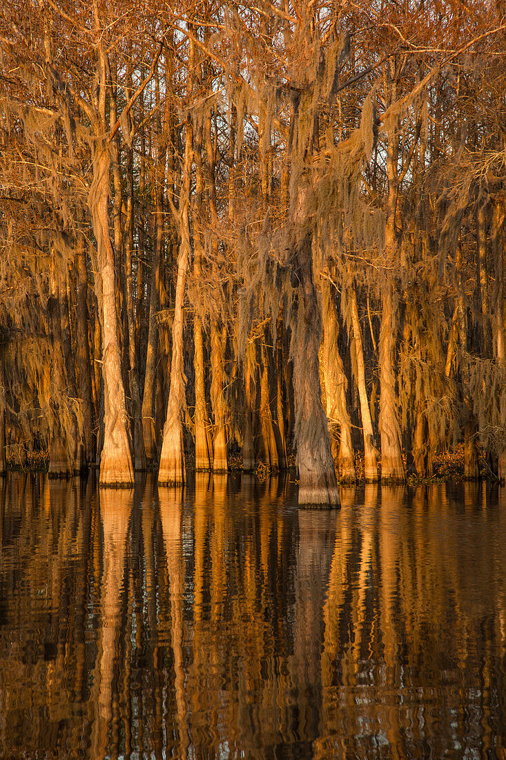 Goldenes Licht bei Sonnenaufgang auf mit spanischem Moos bewachsenen Sumpfzypressen in einem See im Atchafalaya-Becken in Louisiana