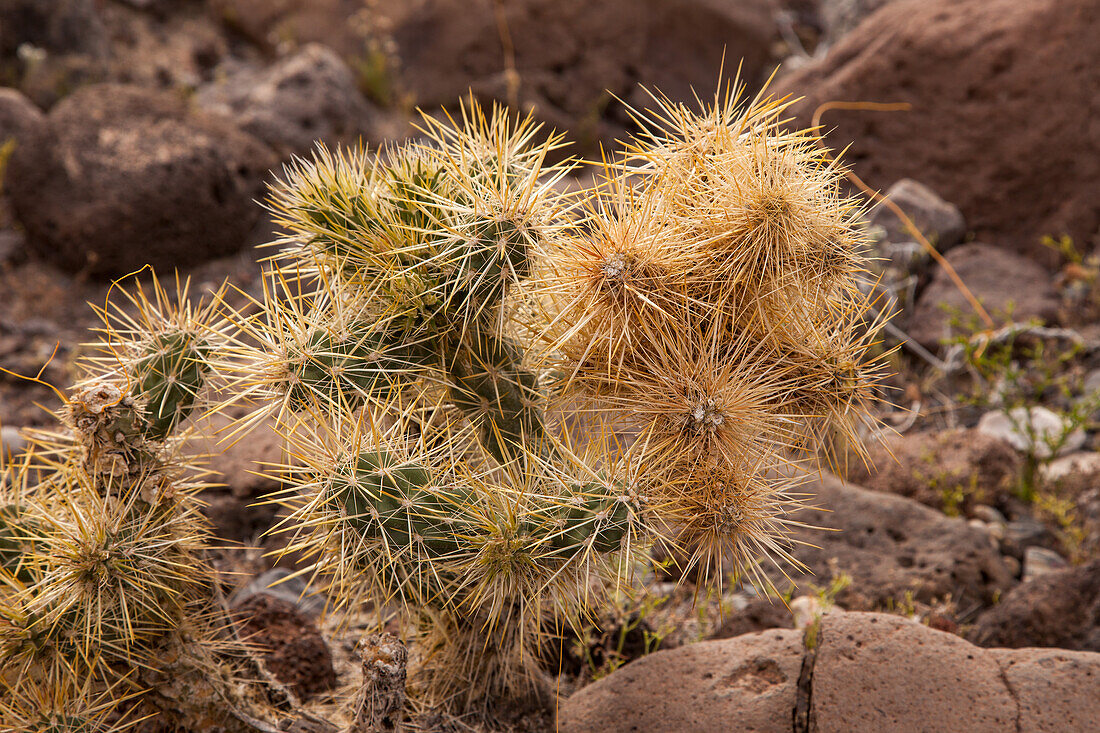 Silver Cholla, Cylindropuntia echinocarpa, in bloom in spring in Death Valley National Park in the Mojave Desert in California.