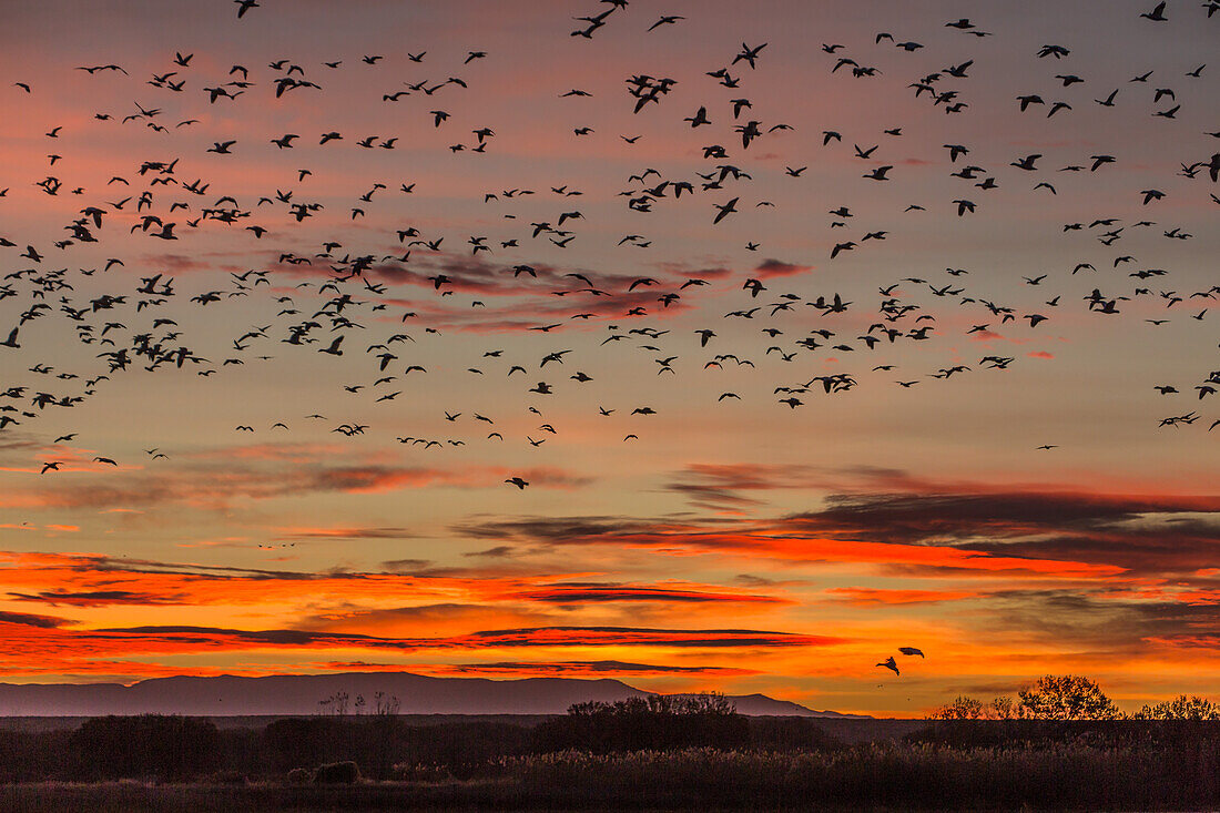 Flocks of snow geese flying into a pond before sunrise at Bosque del Apache National Wildlife Refuge in New Mexico.