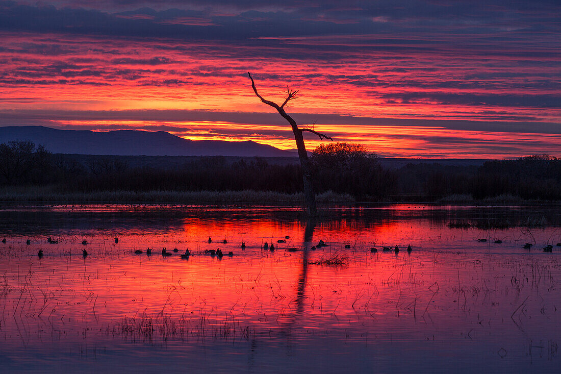 Dabbling ducks feeding in a pond before sunrise at Bosque del Apache National Wildlife Refuge in New Mexico.