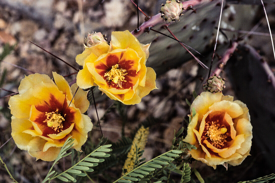 A Spiny Fruit Prickly Pear Cactus, Opuntia x spinosibacca, in bloom in BIg Bend National Park in Texas.