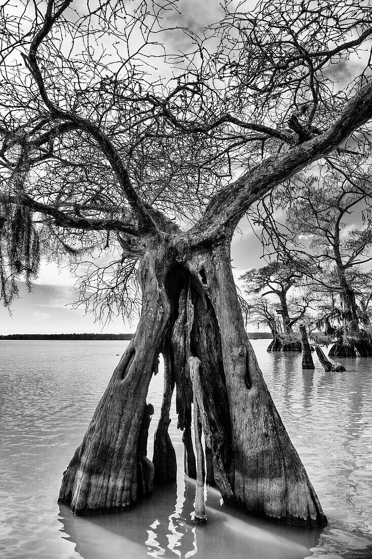 Ragged trunk of an old-growth bald cypress tree in Lake Dauterive in the Atchafalaya Basin or Swamp in Louisiana.