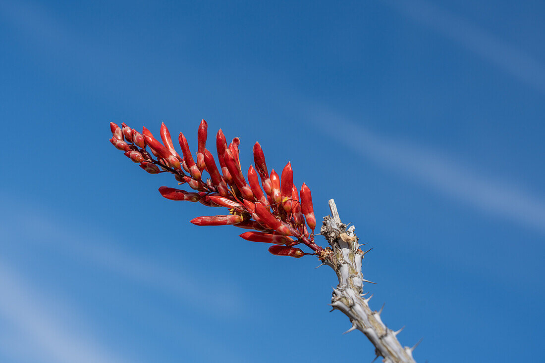 Ocotillo, Fouquieria splendens, Blütenknospen in der Sonoran-Wüste bei Quartzsite, Arizona