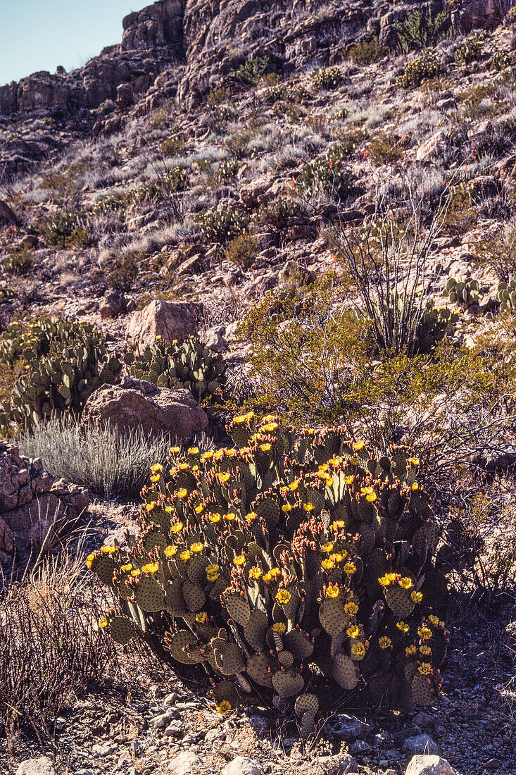 A Blind Prickly Pear Cactus, Opuntia rufida, in bloom on a rocky hillside in BIg Bend National Park in Texas.