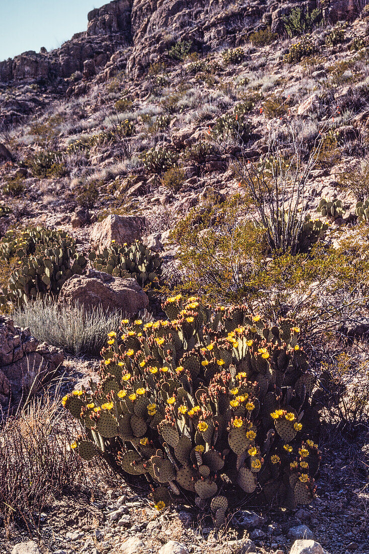 Ein blinder Feigenkaktus, Opuntia rufida, in voller Blüte auf einem felsigen Abhang im BIg Bend National Park in Texas