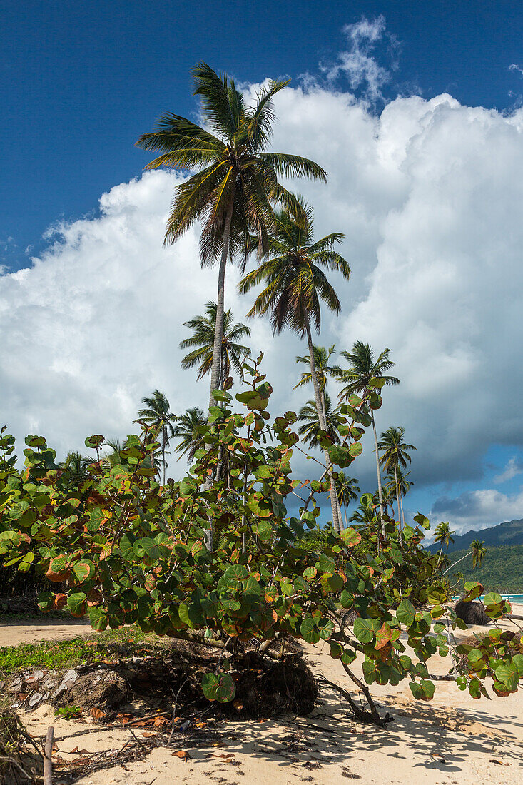 Kokosnusspalmen und ein Seerosenbaum am Rincon Beach an der Nordküste der Halbinsel Samana in der Dominikanischen Republik