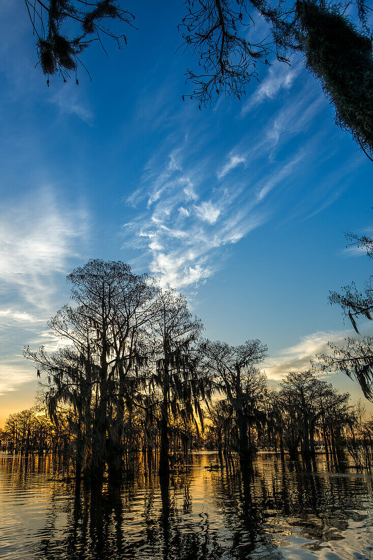 Das Licht des Sonnenaufgangs zeichnet die Silhouetten der mit spanischem Moos bedeckten Sumpfzypressen in einem See im Atchafalaya-Becken in Louisiana.