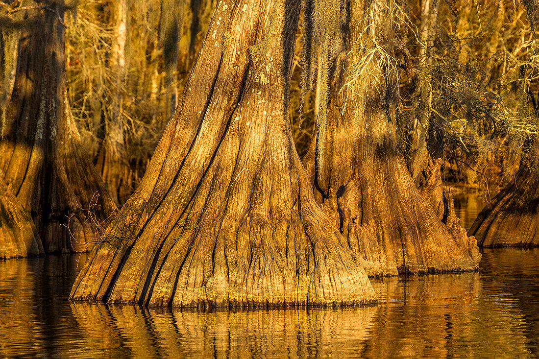 An old-growth bald cypress tree trunk with cypress knees in Lake Dauterive in the Atchafalaya Basin or Swamp in Louisiana.