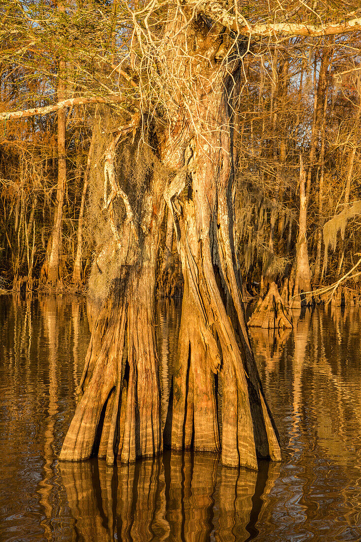 An old-growth bald cypress tree trunk in Lake Dauterive in the Atchafalaya Basin or Swamp in Louisiana.