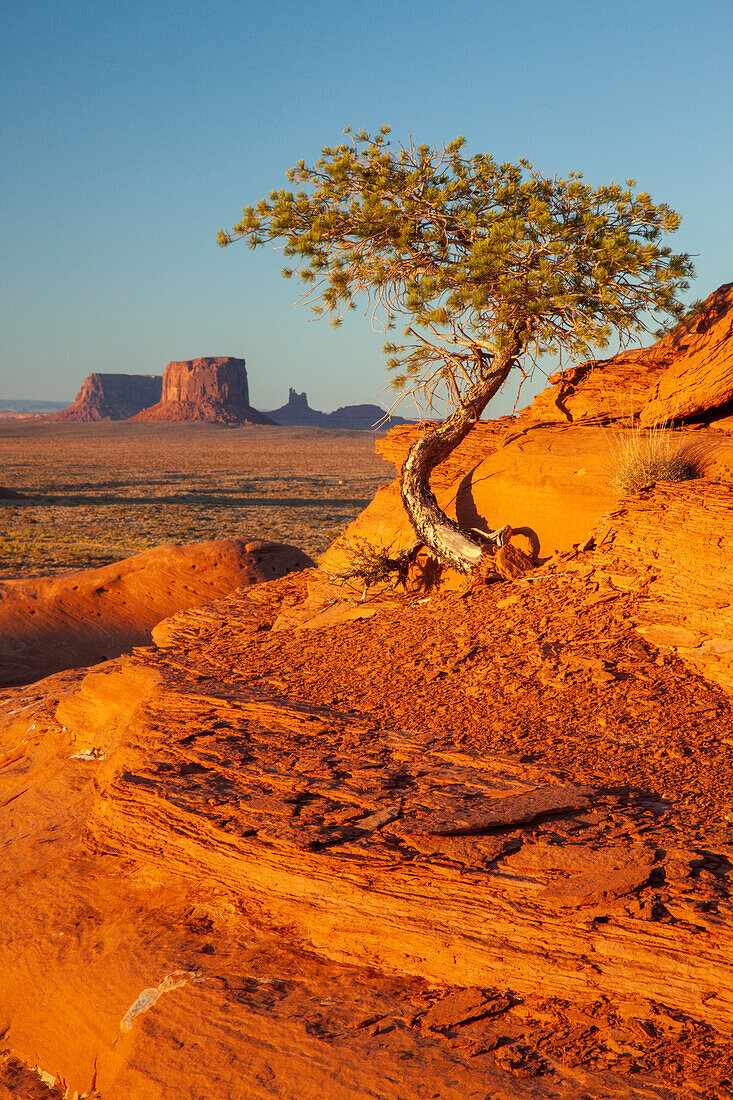 A pinyon tree growing out of the sandstone in Mystery Valley in the Monument Valley Navajo Tribal Park in Arizona. The Utah monuments are behind.