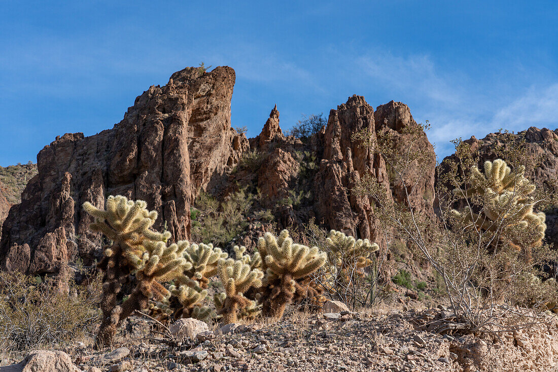 Teddy Bear Cholla, Cylindropuntia bigelovii, in the Sonoran Desert near Quartzsite, Arizona.
