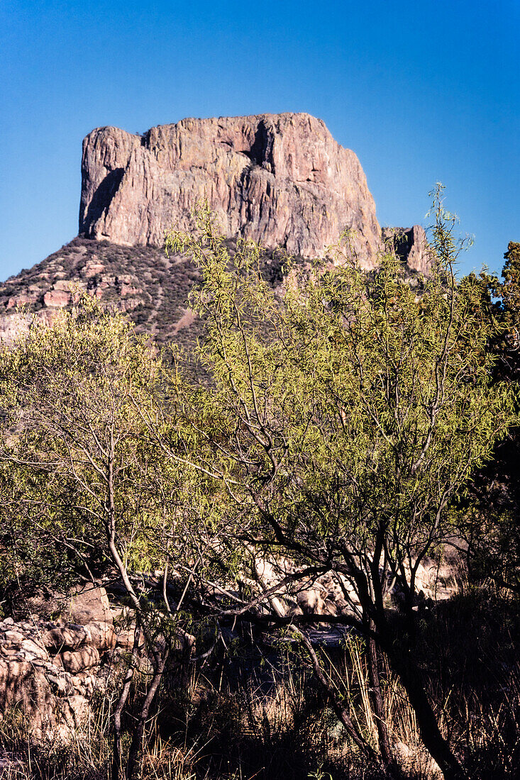 A mesquite tree, Prosopis species, and Casa Grande Peak in the Chisos Mountains of BIg Bend National Park in Texas.