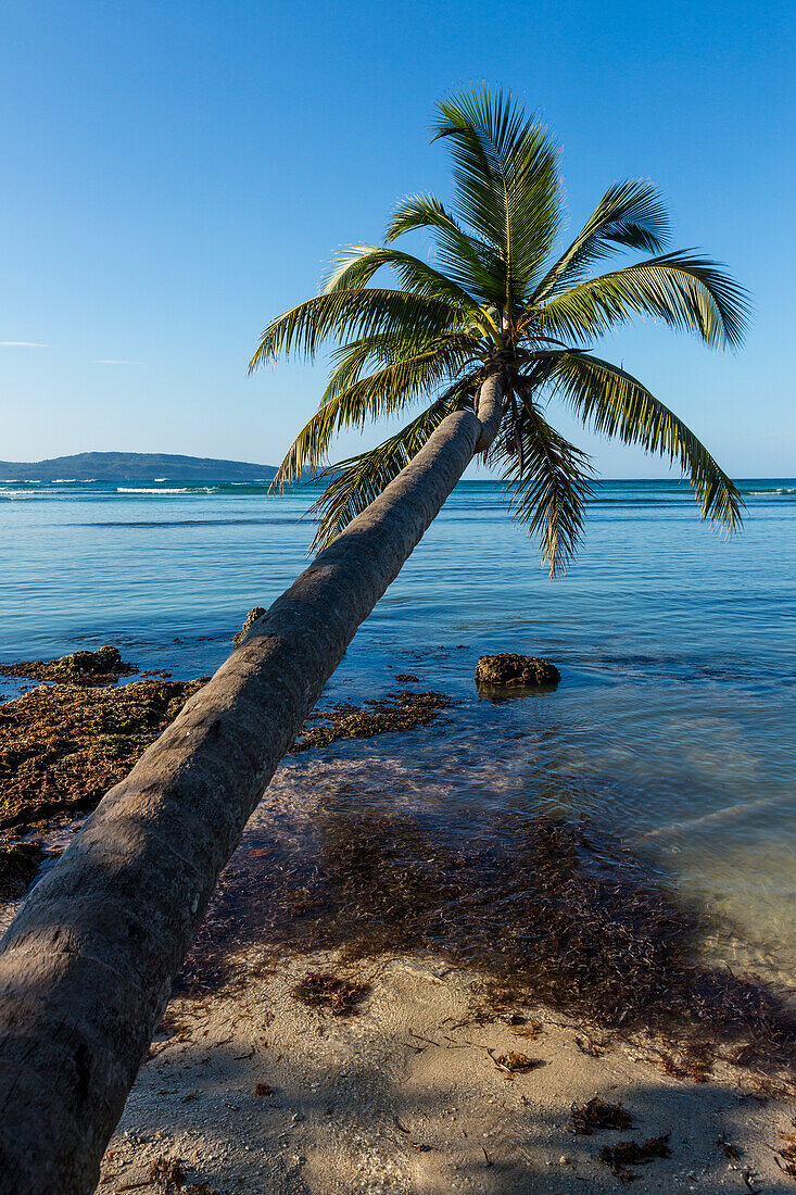 A curved coconut palm over the beach at Bahia de Las Galeras on the Samana Peninsula, Dominican Republic.