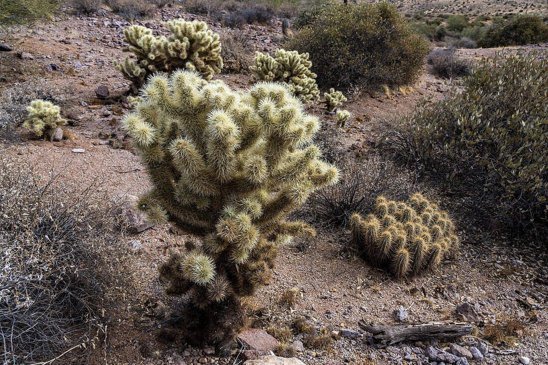 Teddy Bear Cholla and a hedgehog cactus in the Lost Dutchman State Park, Apache Junction, Arizona.
