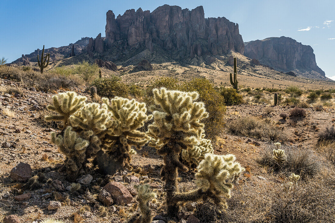 Teddy Bear Cholla, Saguaro-Kaktus und Superstition Mountain im Lost Dutchman State Park, Apache Junction, Arizona