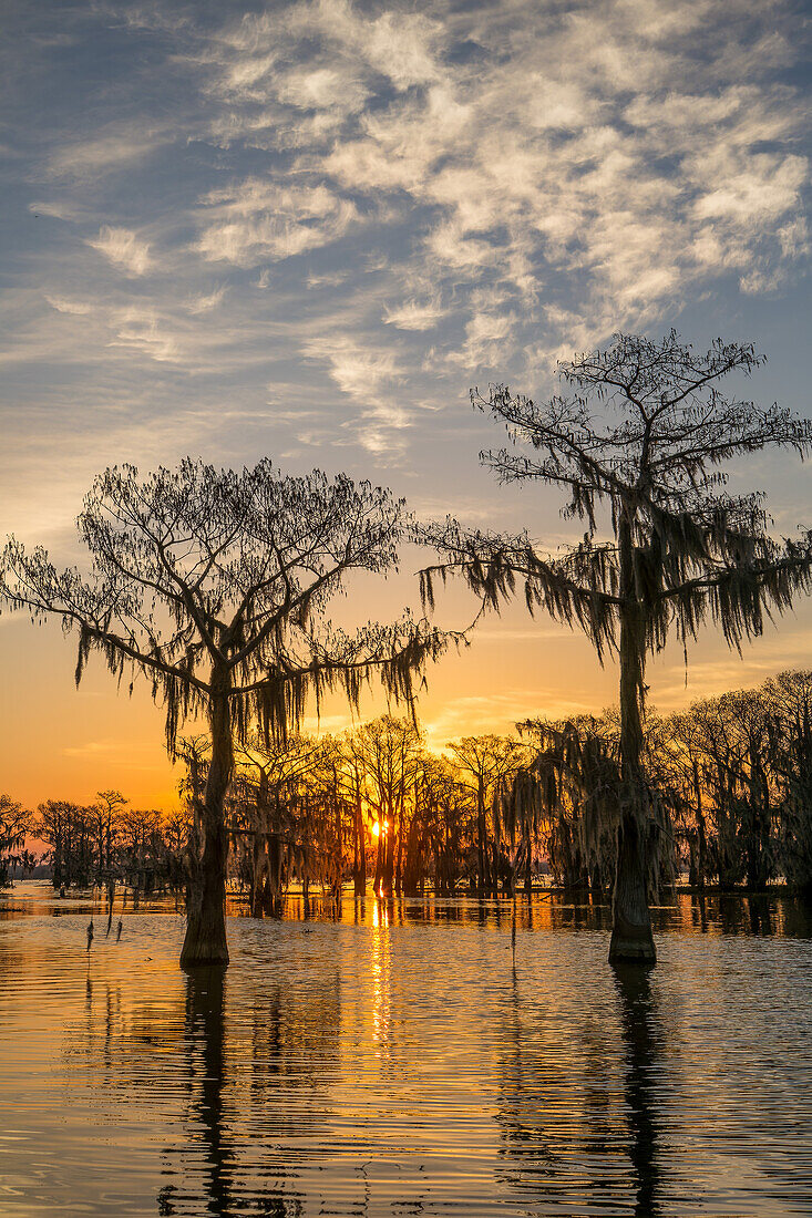 Farbenfroher Himmel bei Sonnenaufgang über Sumpfzypressen in einem See im Atchafalaya-Becken in Louisiana