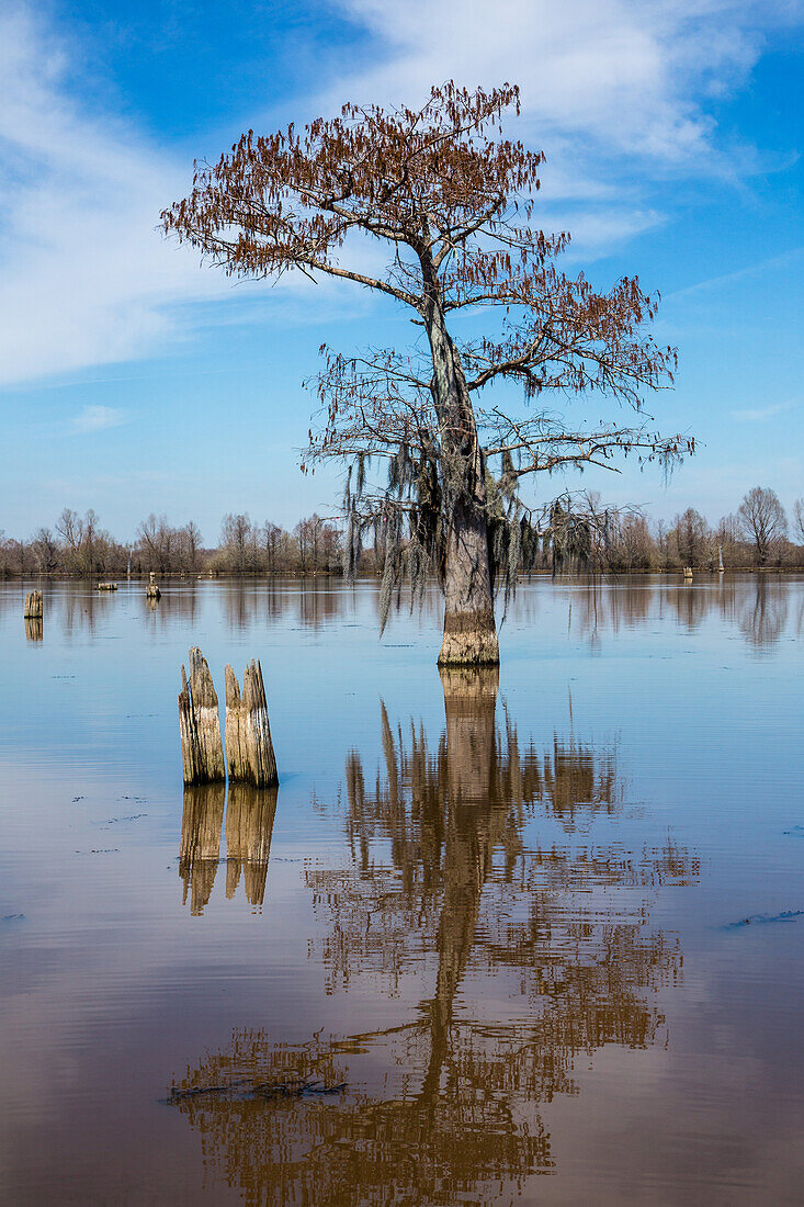 Eine Sumpfzypresse und ein übrig gebliebener Baumstumpf spiegeln sich in einem See im Henderson-Sumpf im Atchafalaya-Becken in Louisiana