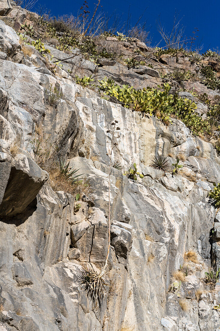 Agaven und Feigenkakteen wachsen aus einer Felswand im Box Canyon in der Sonoran-Wüste südlich von Tucson, Arizona