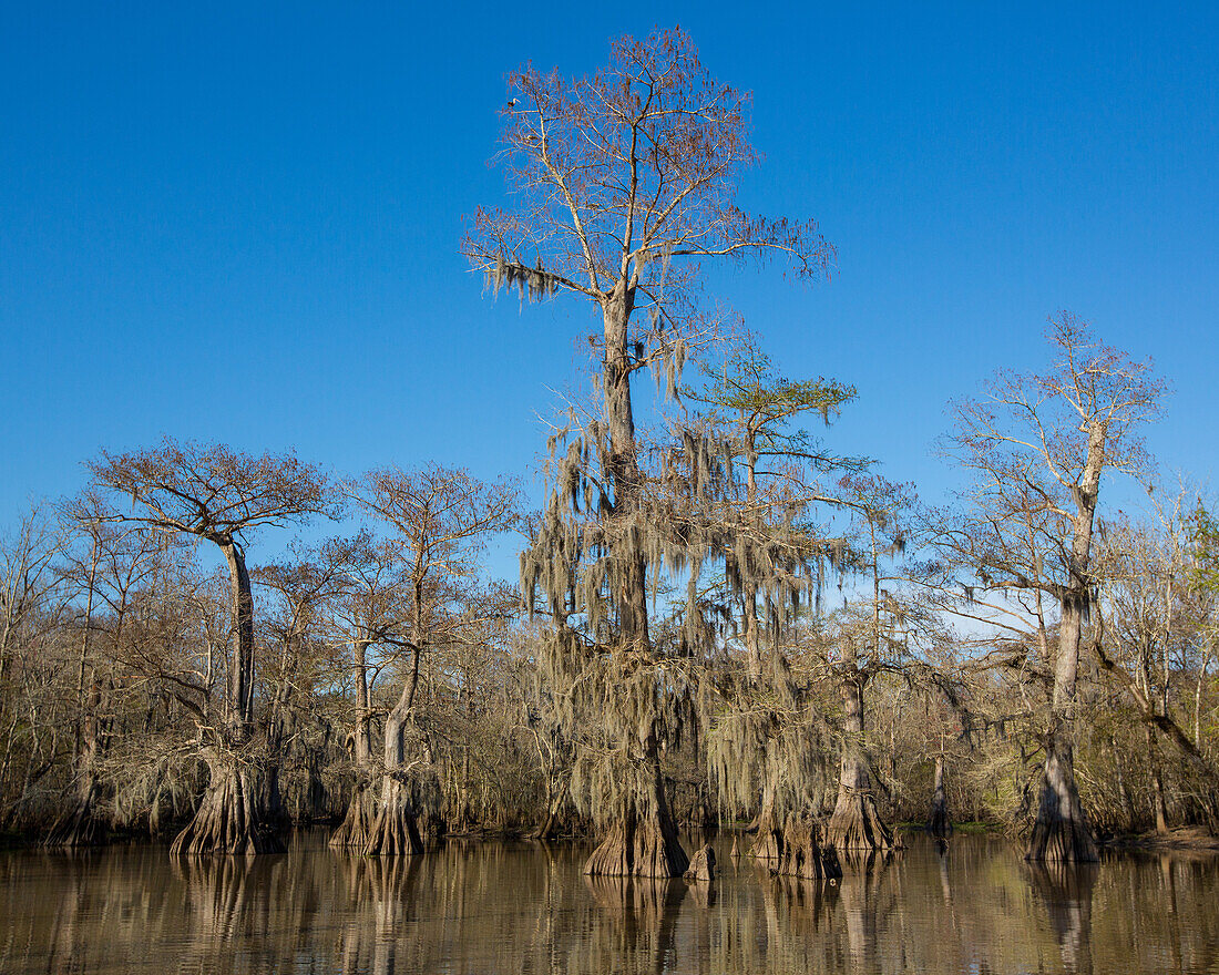 Old-growth bald cypress trees in Lake Dauterive draped with Spanish moss in the Atchafalaya Basin or Swamp in Louisiana.