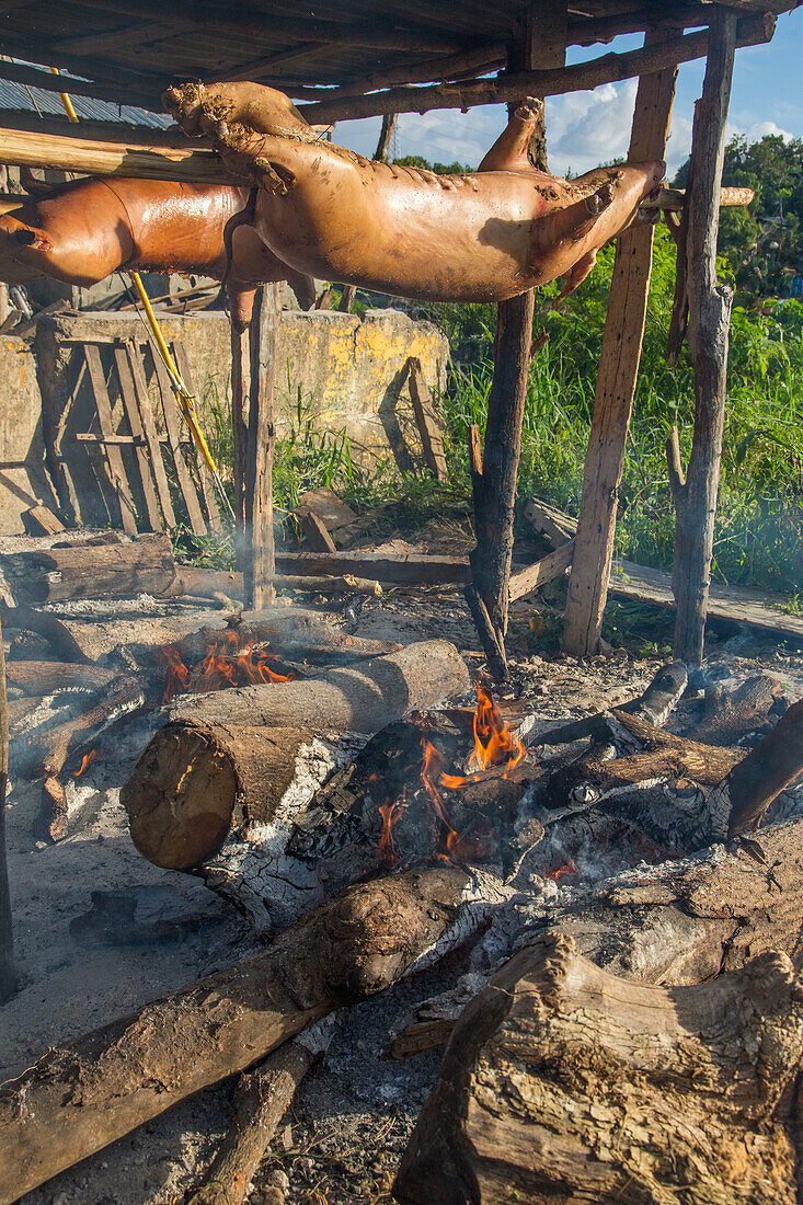 Roasting whole pigs outside on wooden spits over an open wood fire by a roadside in Haina, Dominican Republic.