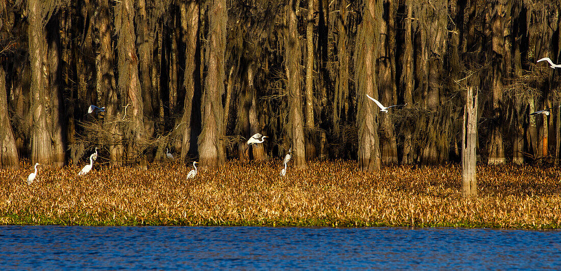 Great Egrets on a floating bed of invasive water hyacinth plants in a lake in the Atchafalaya Basin or Swamp in Louisiana.