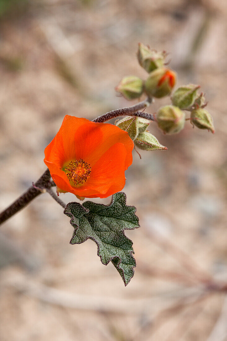 Desert Globemallow, Sphaeralcea ambigua, in bloom in Death Valley National Park, California.