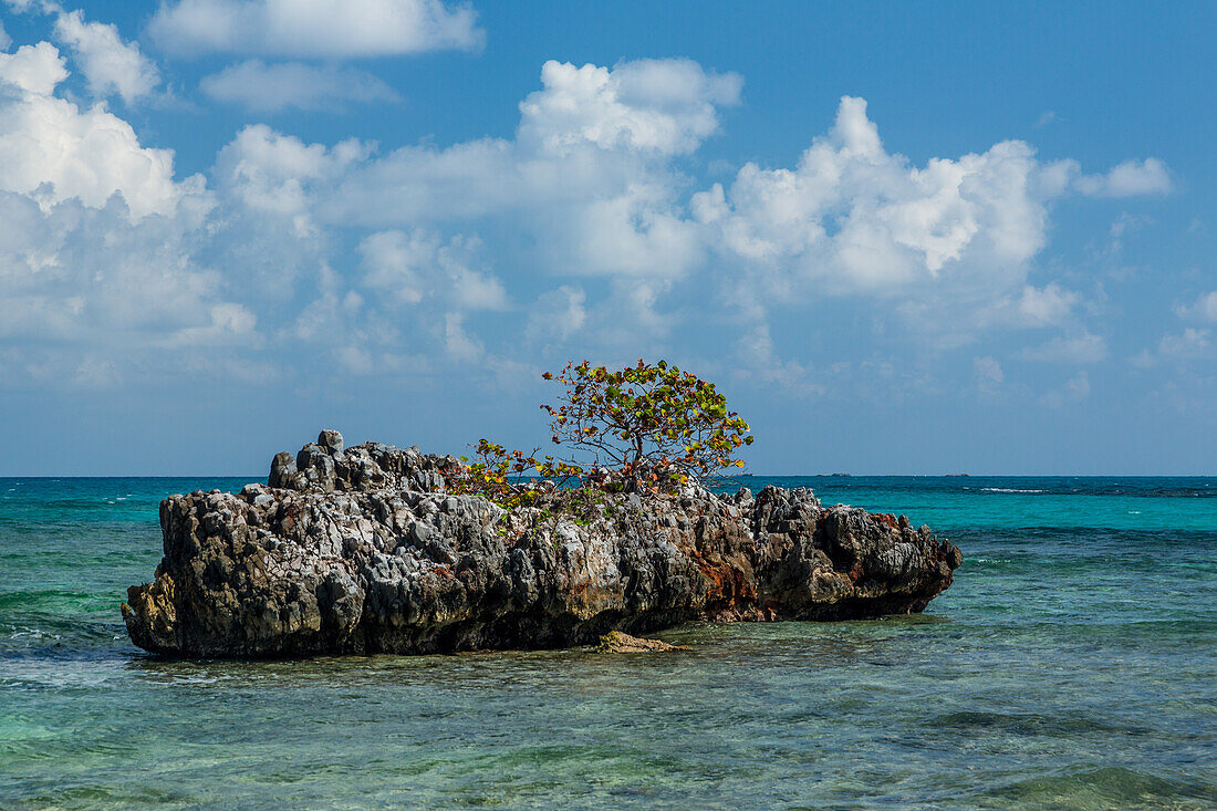 A seagrape tree growing on a limestone islet surrounded by crystal-clear water in Rincon Bay. Dominican Republic.