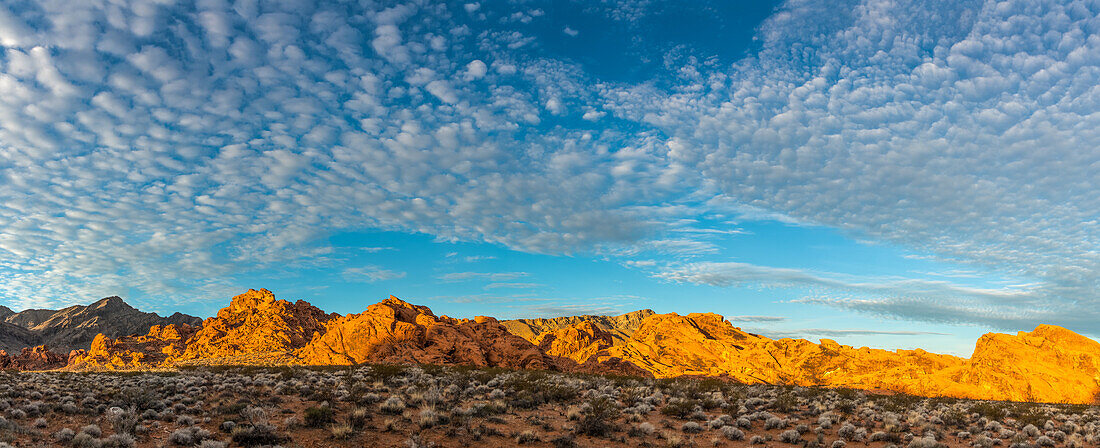 Desert plants and colorful eroded Aztec sandstone formations in Valley of Fire State Park in Nevada.