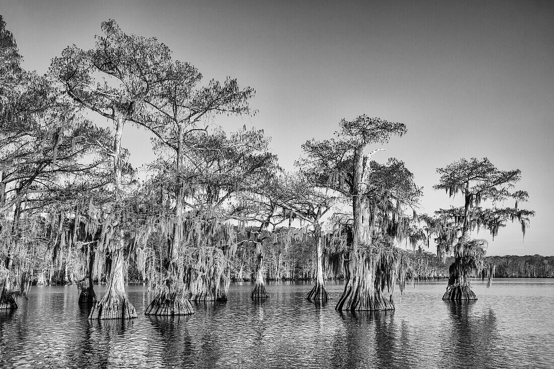 Old-growth bald cypress trees in Lake Dauterive draped with Spanish moss in the Atchafalaya Basin or Swamp in Louisiana.