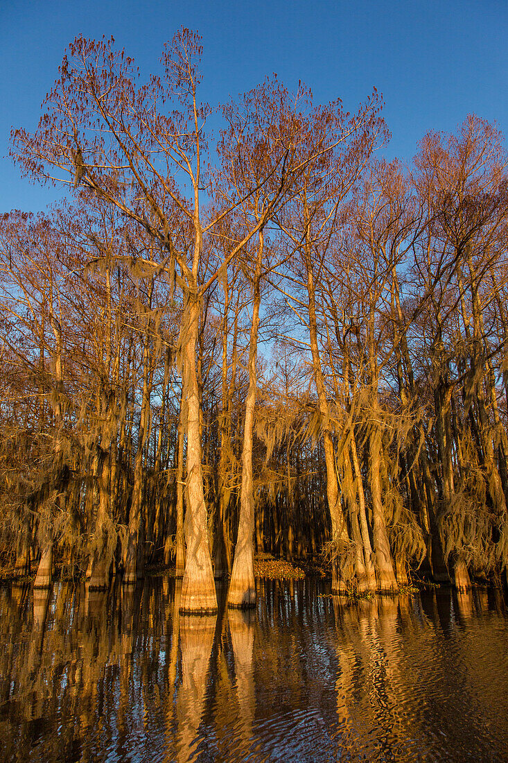 Sunrise light on bald cypress trees draped with Spanish moss in a lake in the Atchafalaya Basin in Louisiana.