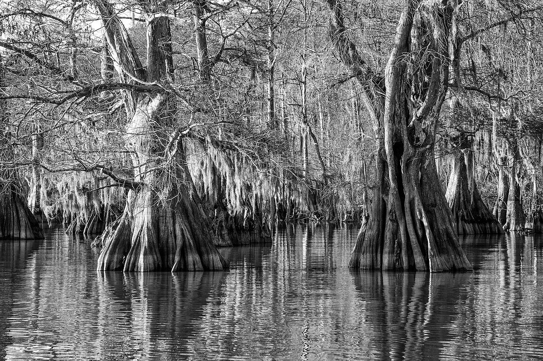 Old-growth bald cypress trees in Lake Dauterive in the Atchafalaya Basin or Swamp in Louisiana.