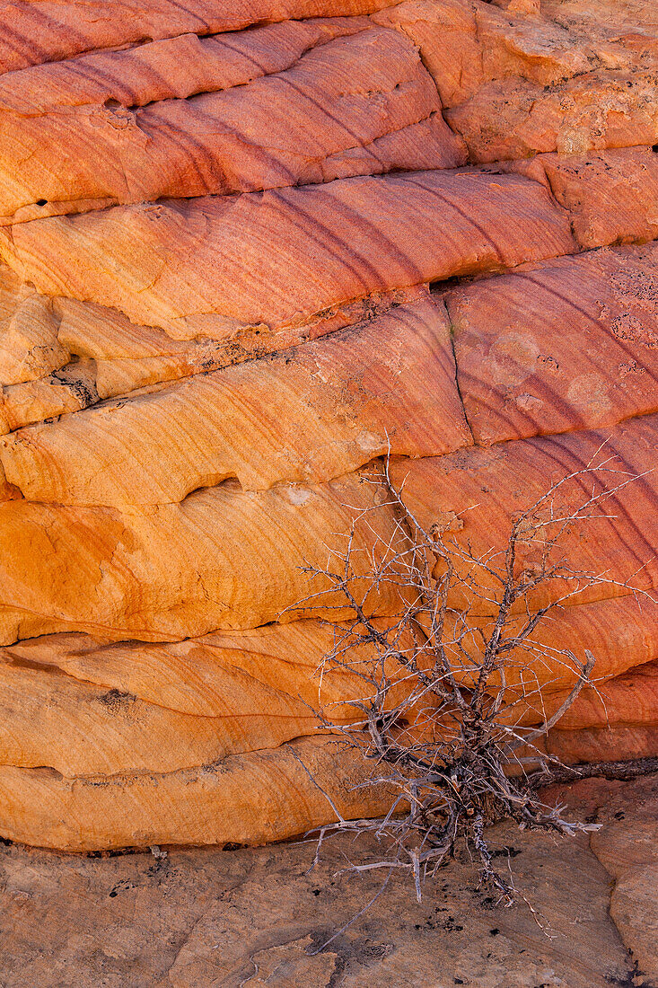 Colorful patterns in the Navajo sandstone in South Coyote Buttes, Vermilion Cliffs National Monument, Arizona.